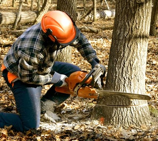 Tree Removal in Sutherland, VA